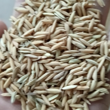 各种香稻，4.0到4.2