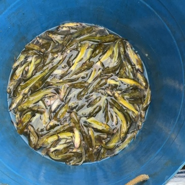 黄辣丁