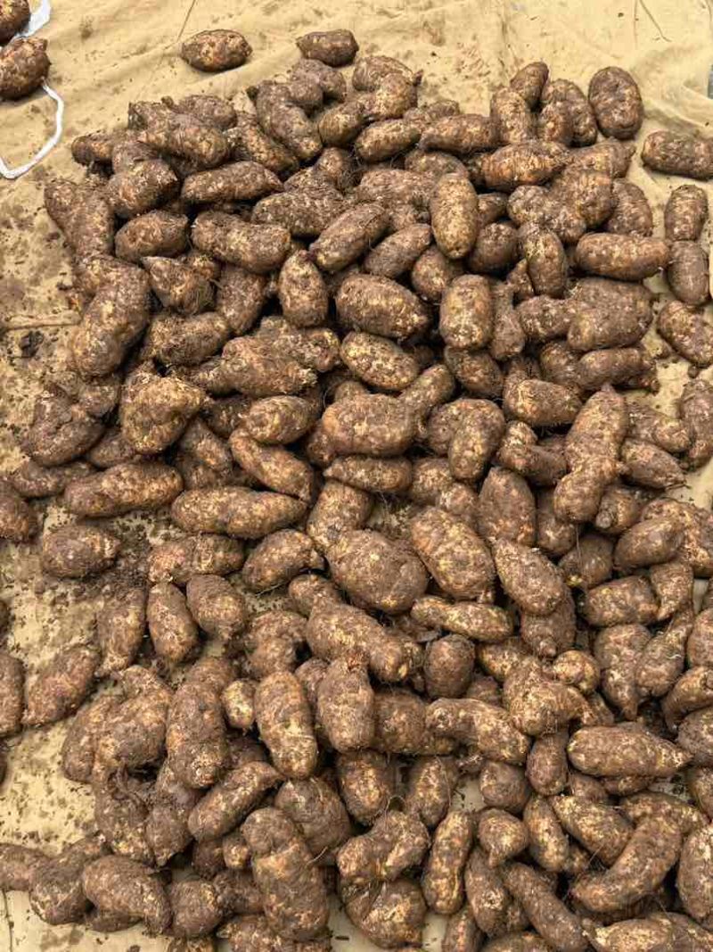 云南昭通小草坝林下仿野生种植天麻