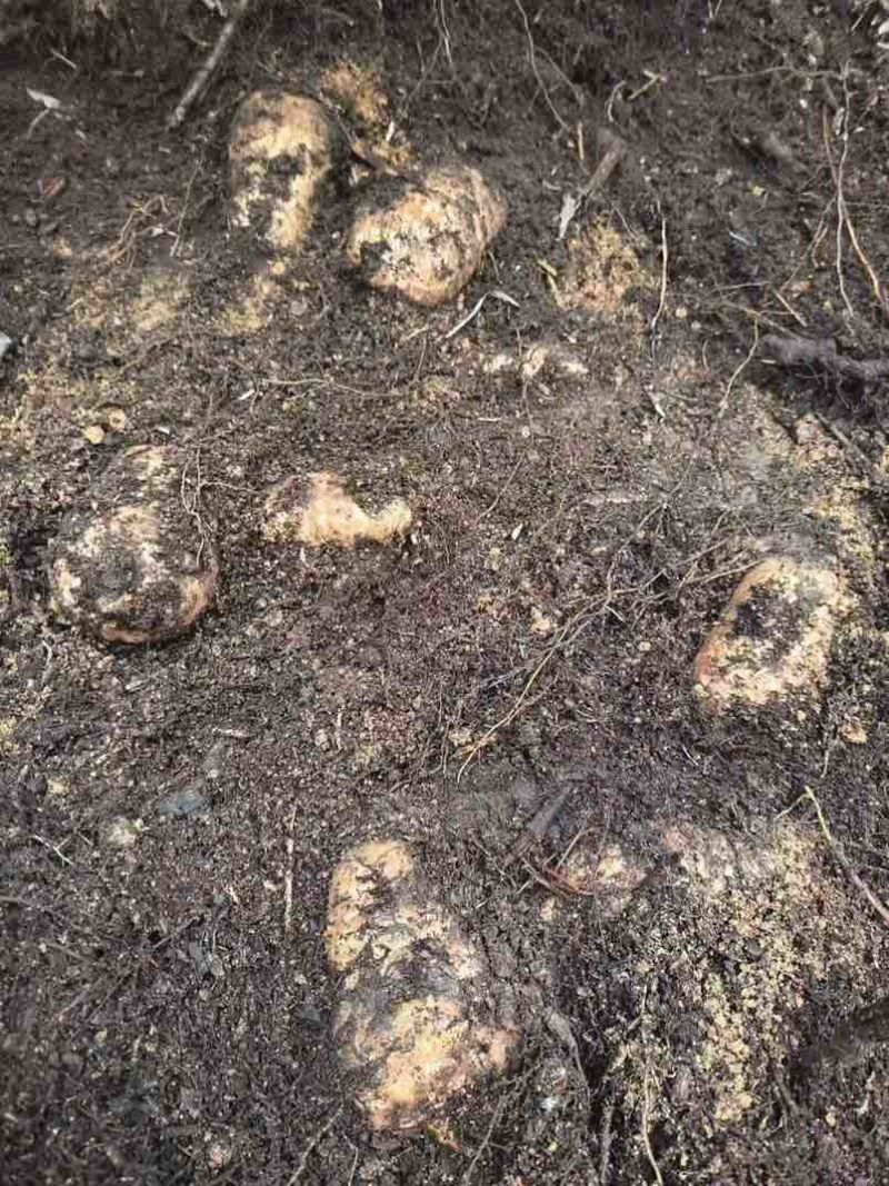 云南昭通小草坝林下仿野生种植天麻
