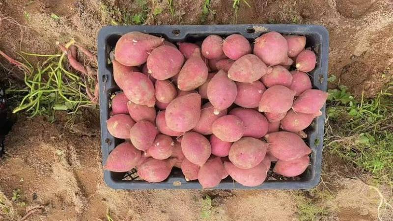 榴莲蜜薯，口感糯、香甜无丝，规格3-8两，全国发！