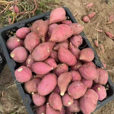 榴莲蜜薯，口感糯、香甜无丝，规格3-8两，全国发！