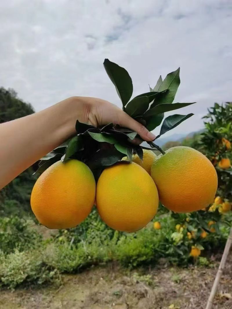 赣南脐橙