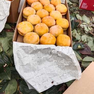 狼牙山磨盘柿