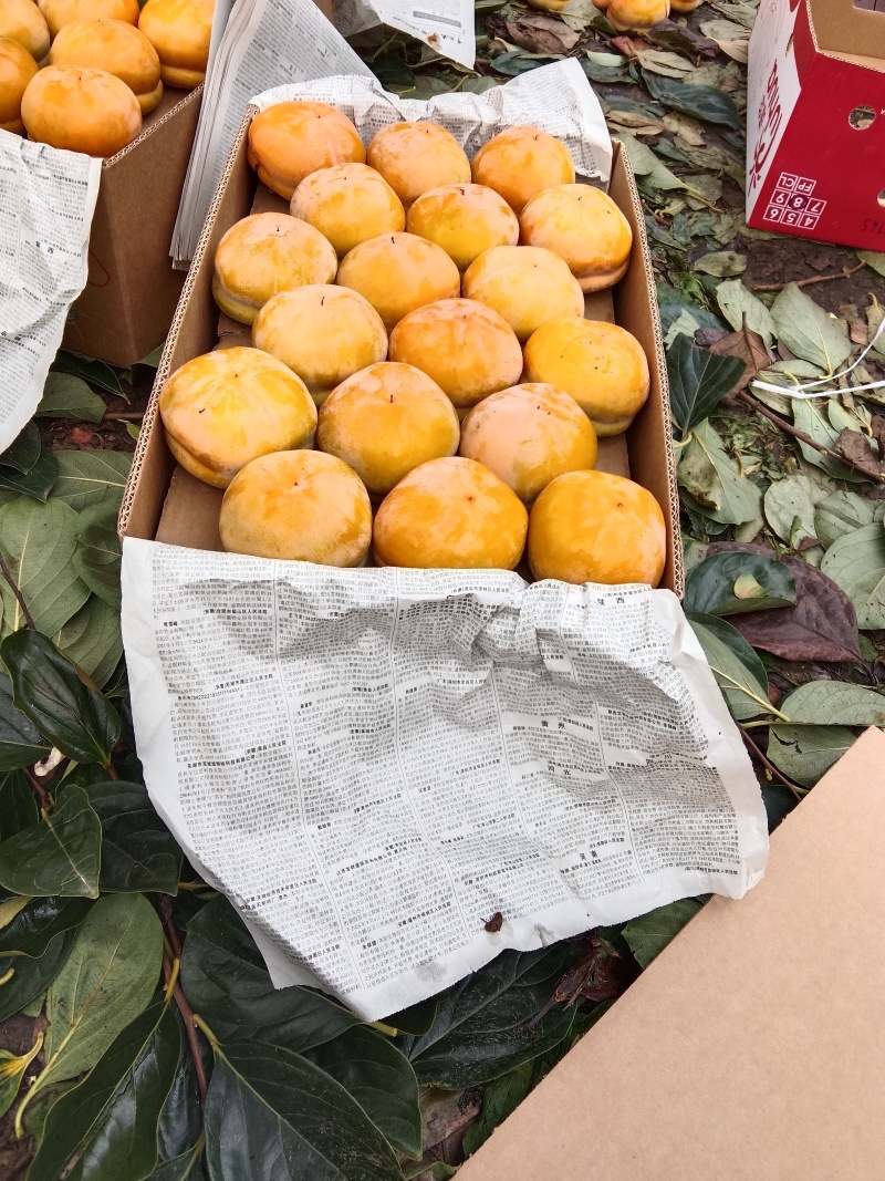 狼牙山磨盘柿