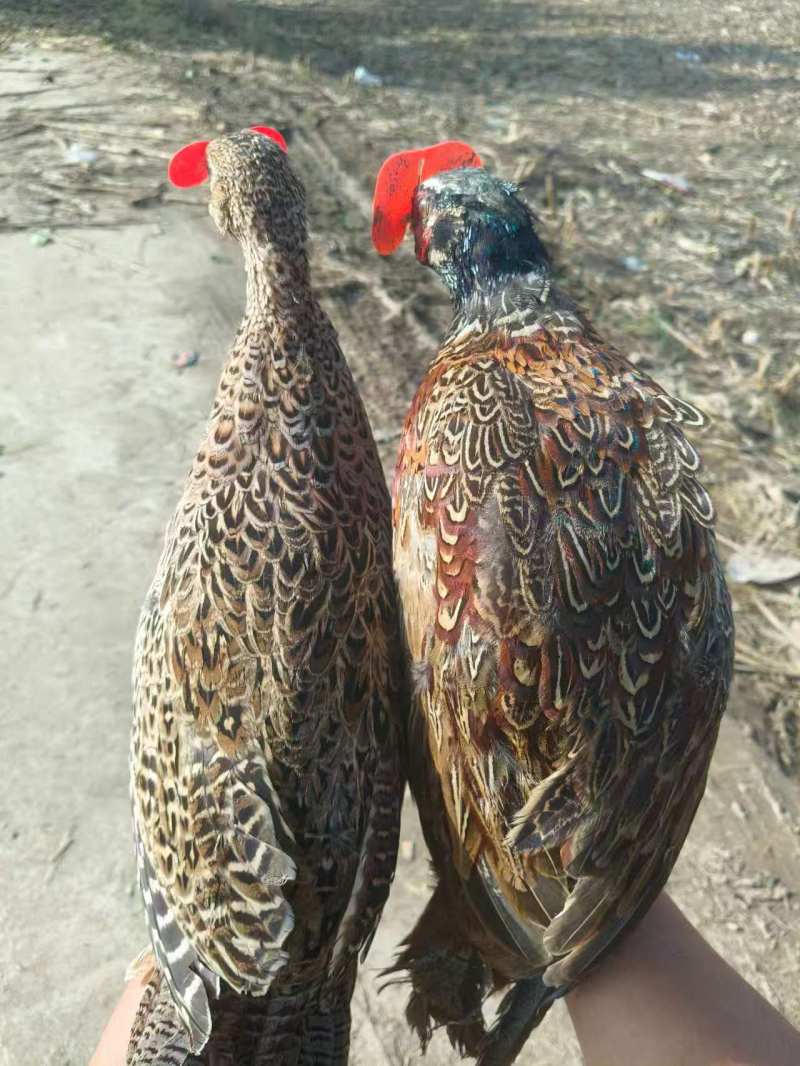 批发七彩山鸡，散养