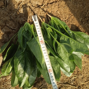 济宁市红根大叶菠菜