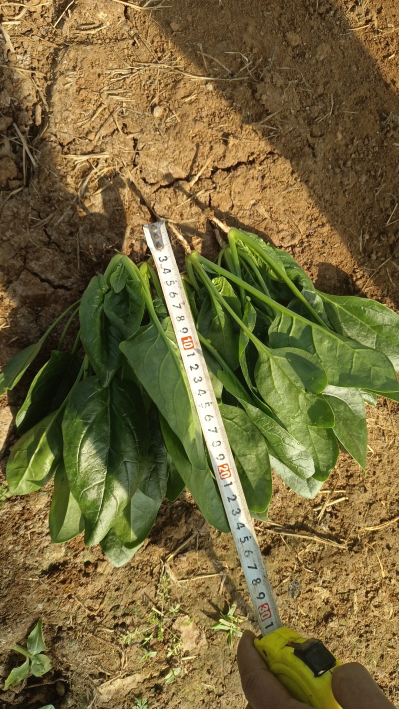 济宁市红根大叶菠菜