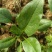 济宁市红根大叶菠菜