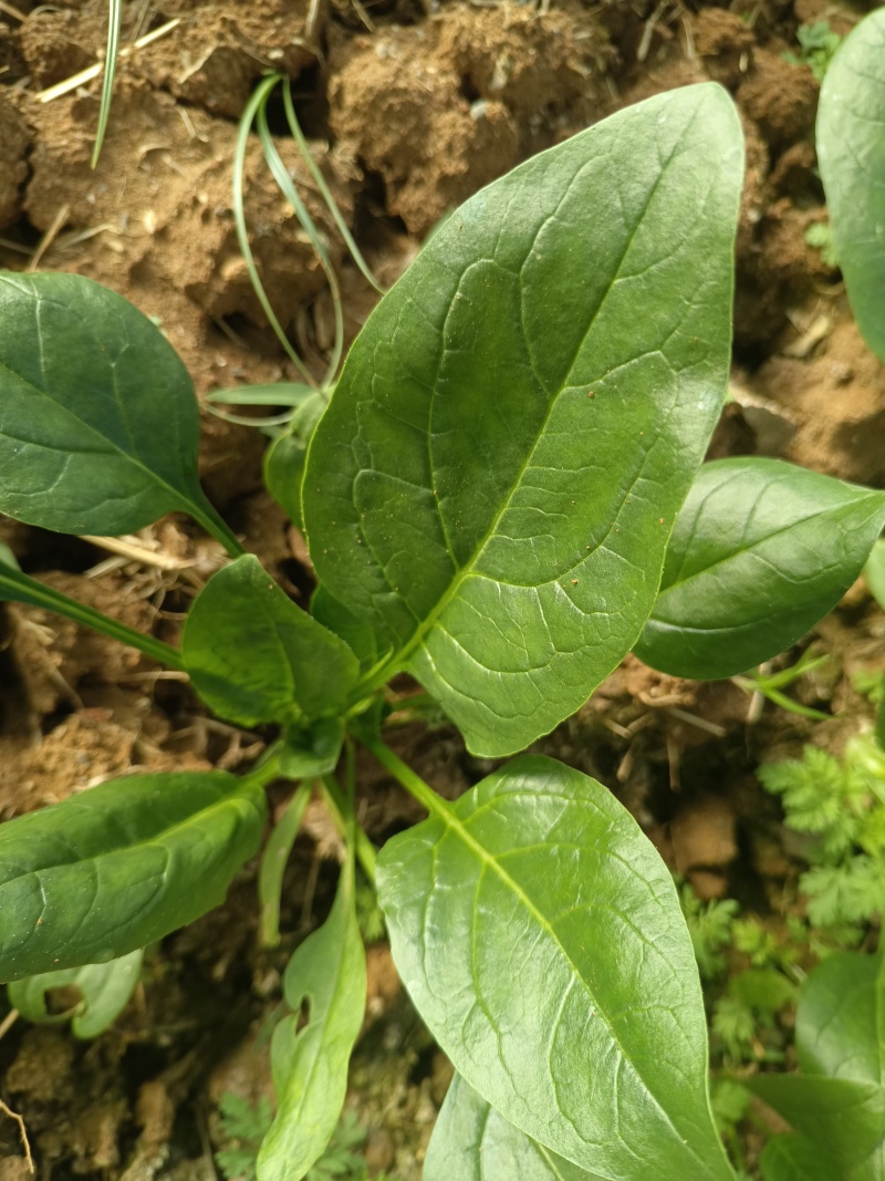 济宁市红根大叶菠菜