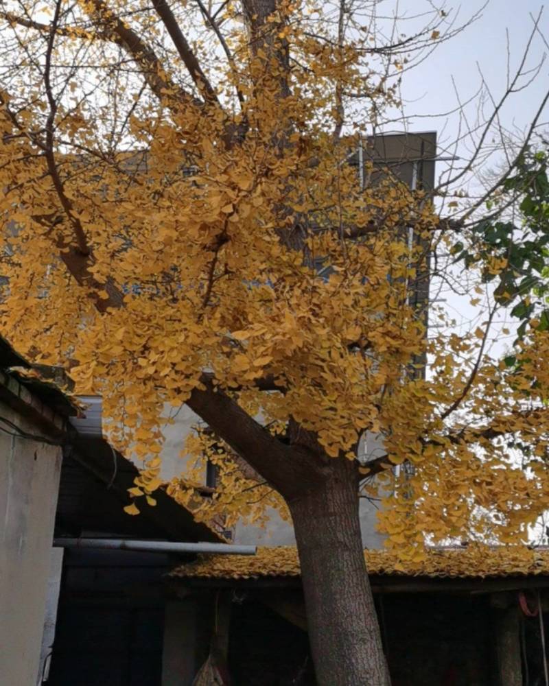 银杏树