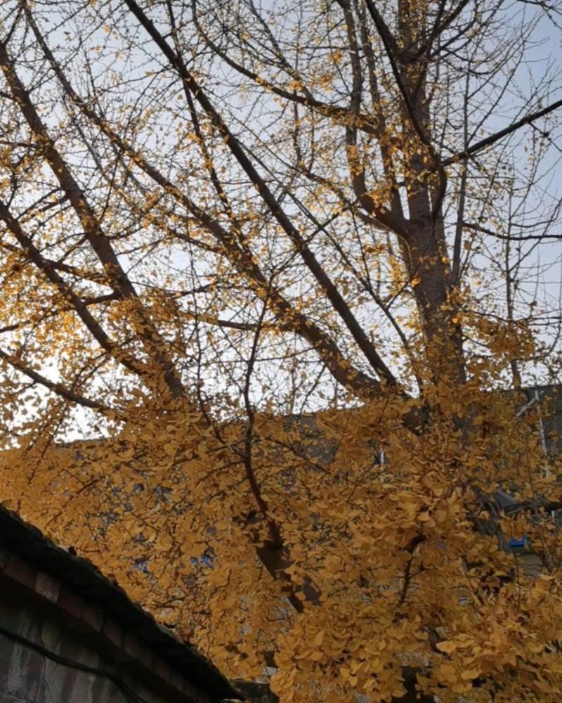 银杏树