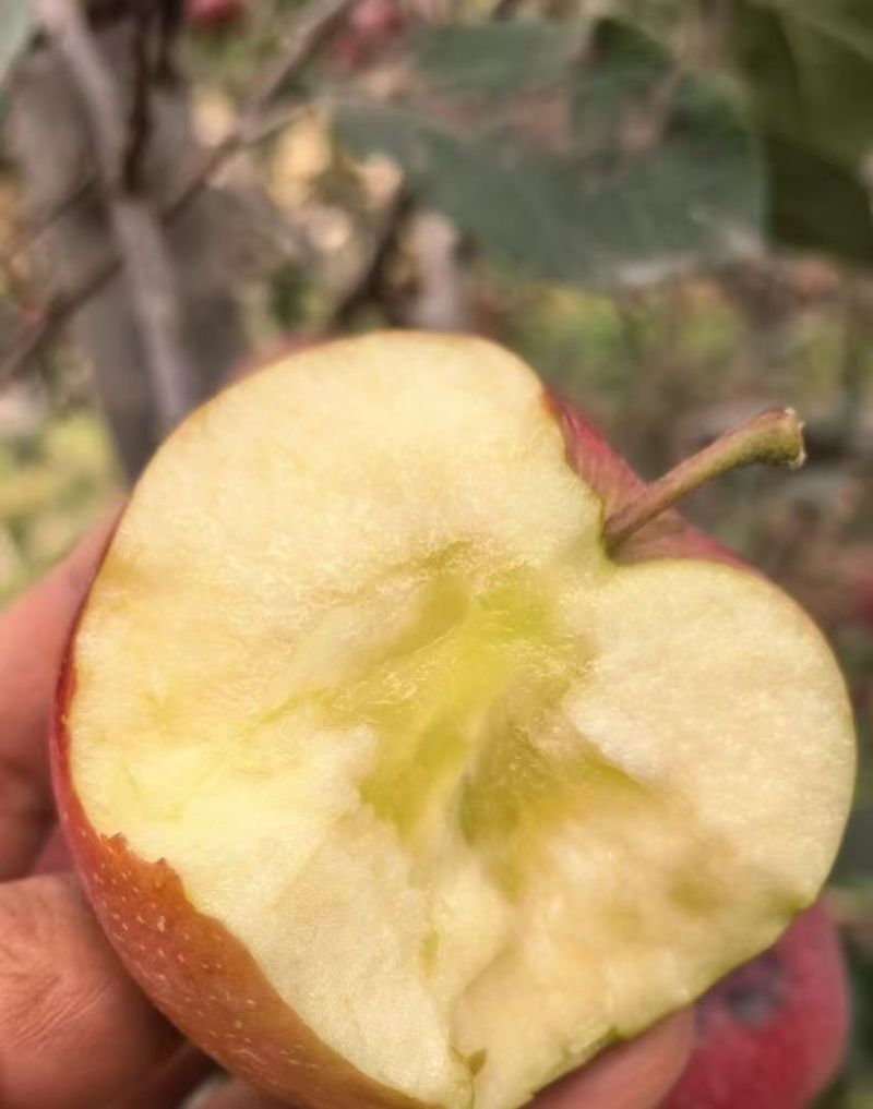 云南昭通糖心苹果