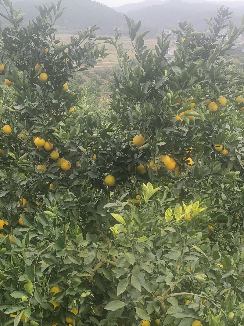 冰糖橙