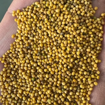 油菜籽