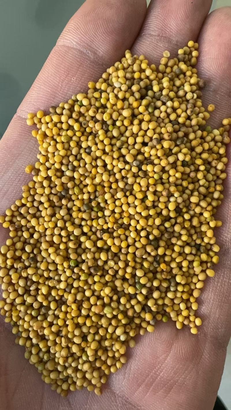 油菜籽