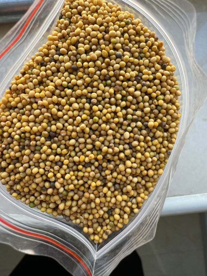 油菜籽