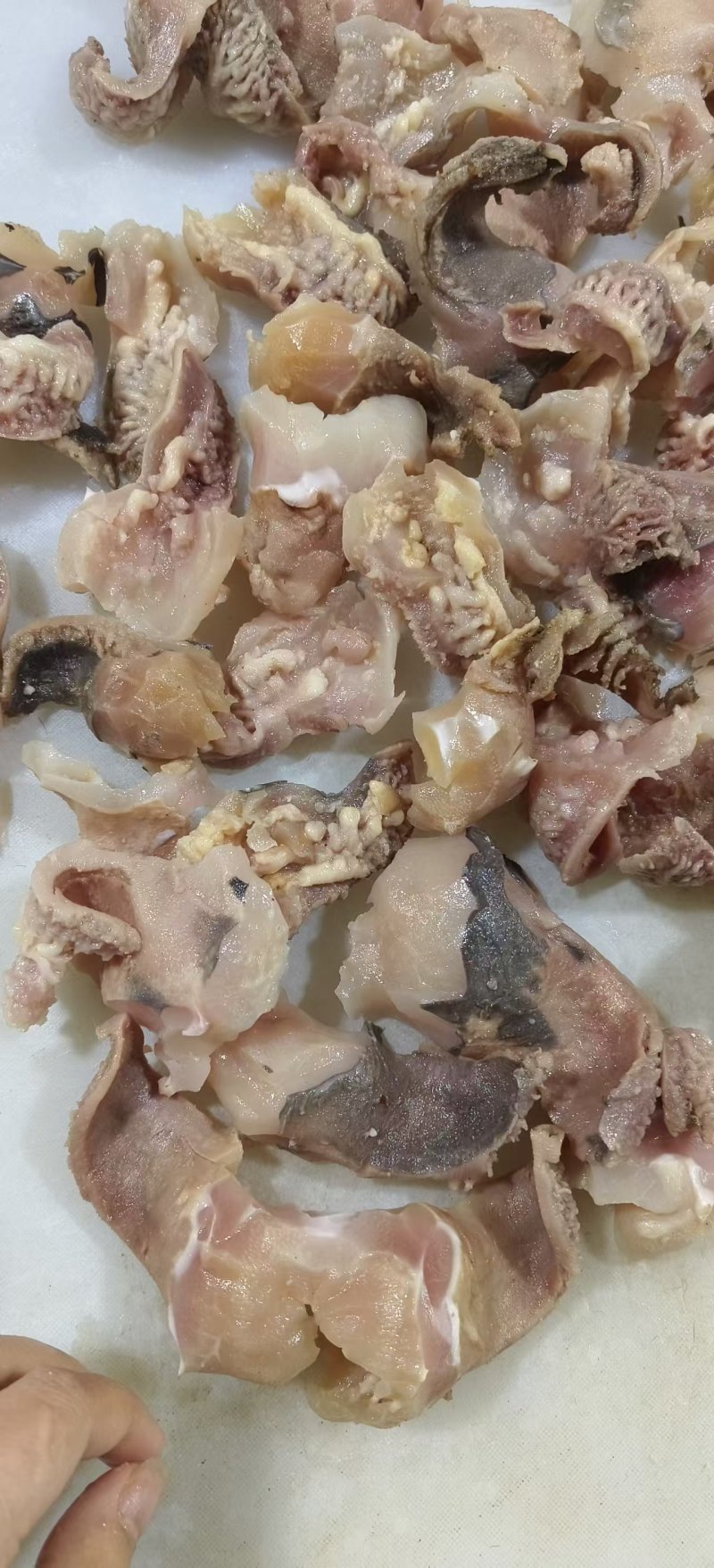 牛蹄甲筋