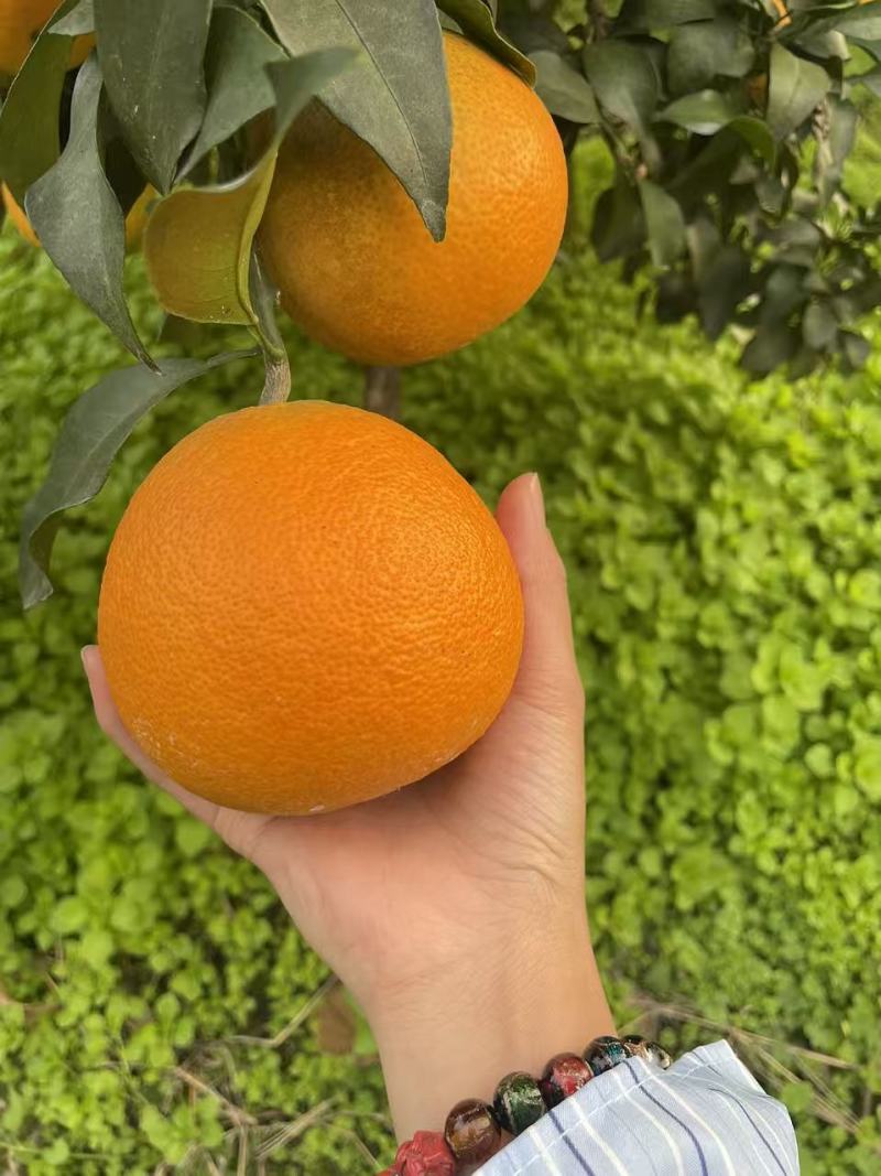 爱媛橙
