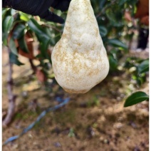 佛手梨🍐，丑梨