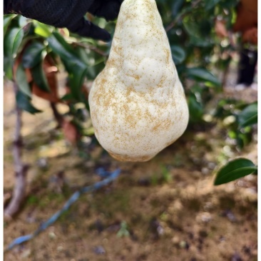 佛手梨🍐，丑梨