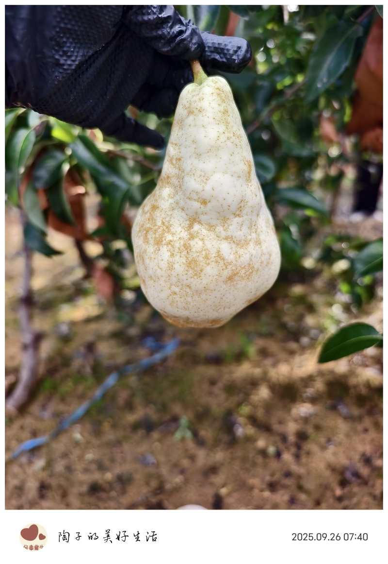 佛手梨🍐，丑梨