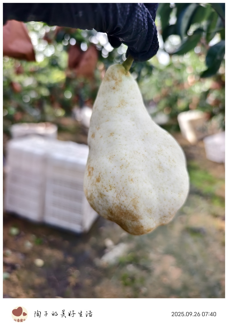 佛手梨🍐，丑梨