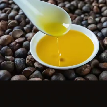 广西茶油百年传承