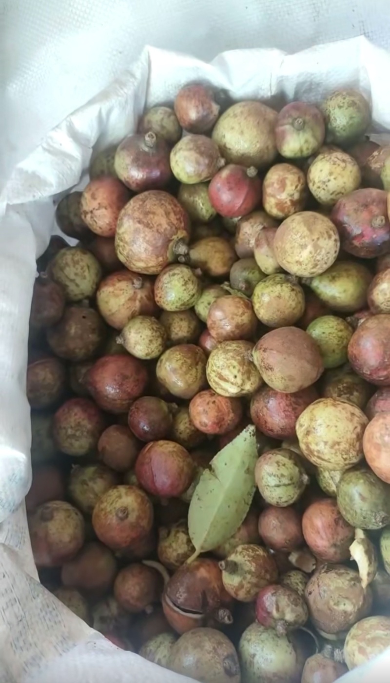 广西茶油百年传承