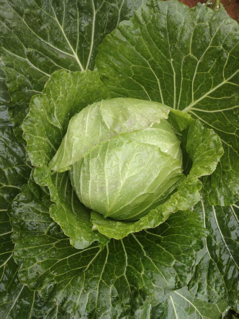 莲花白