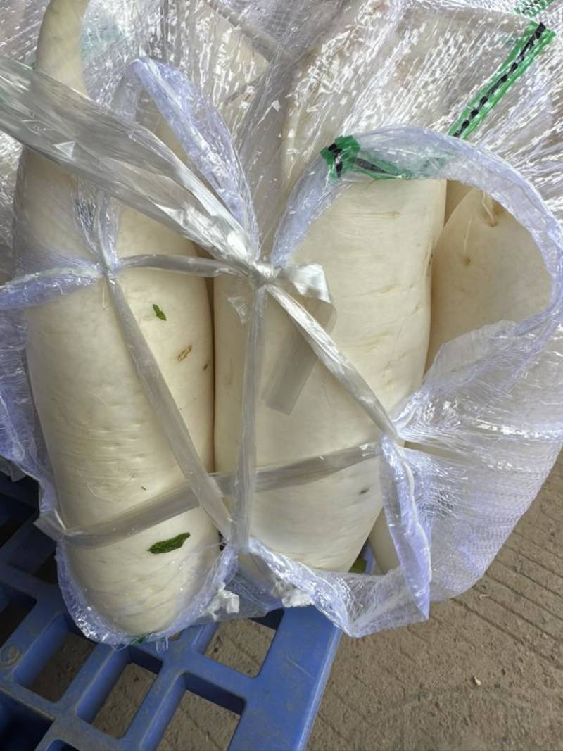 湖北大白萝卜稳定供应中，包上车包装