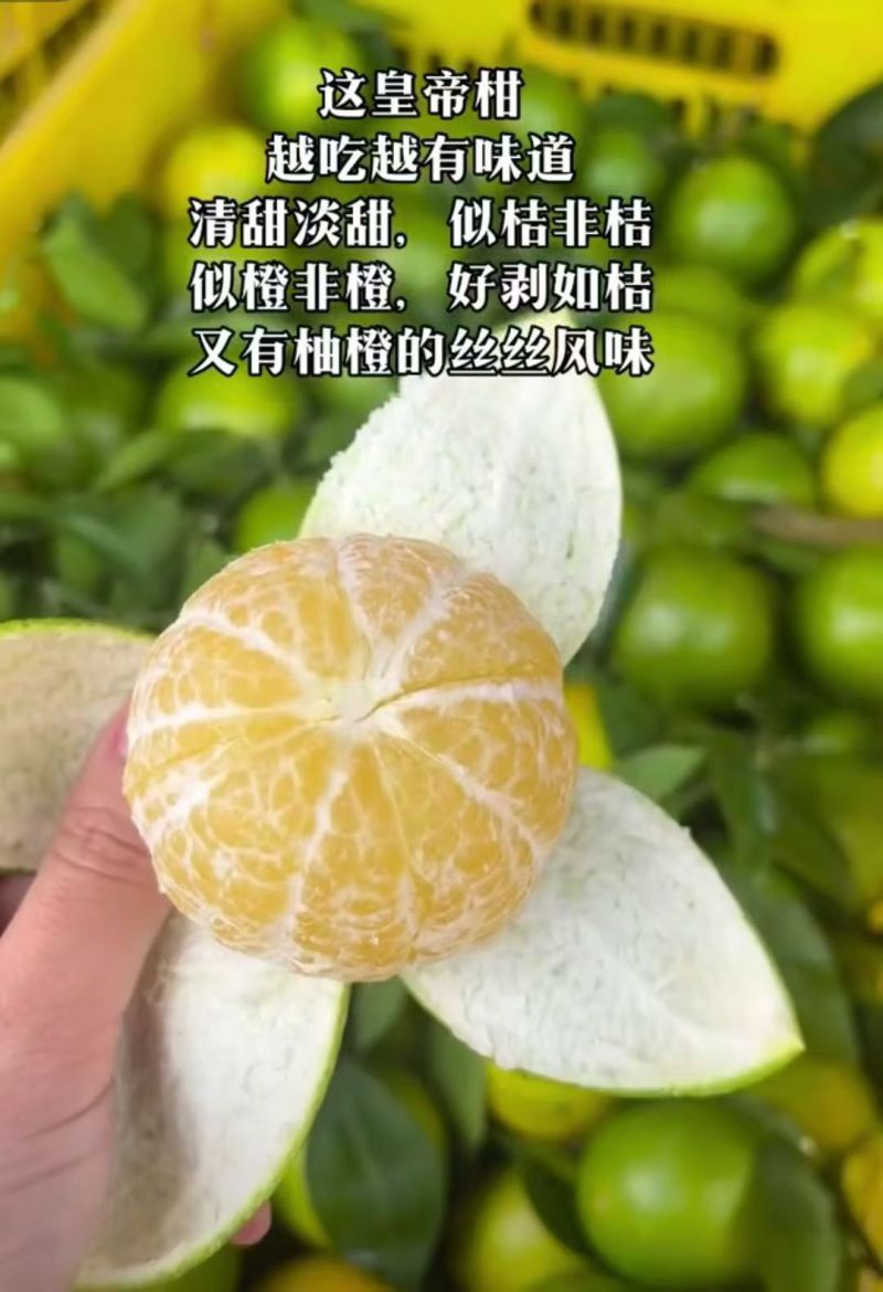 广西皇帝柑精品果55果起9.5斤一件包邮全国发货