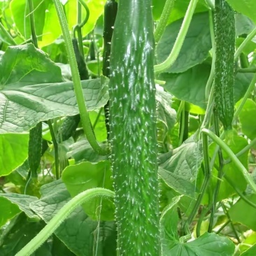 无公害绿色黄瓜