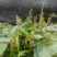 毛慈菇种子紫花
