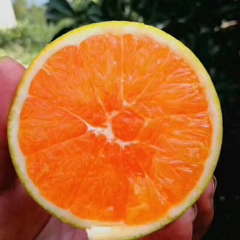 秭归脐橙九月红