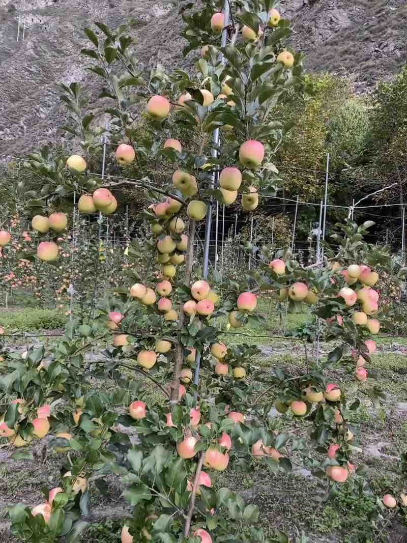 瑞雪苹果