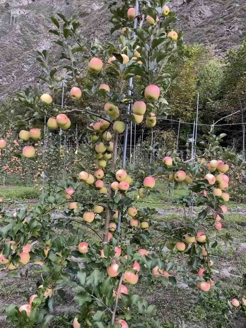瑞雪苹果
