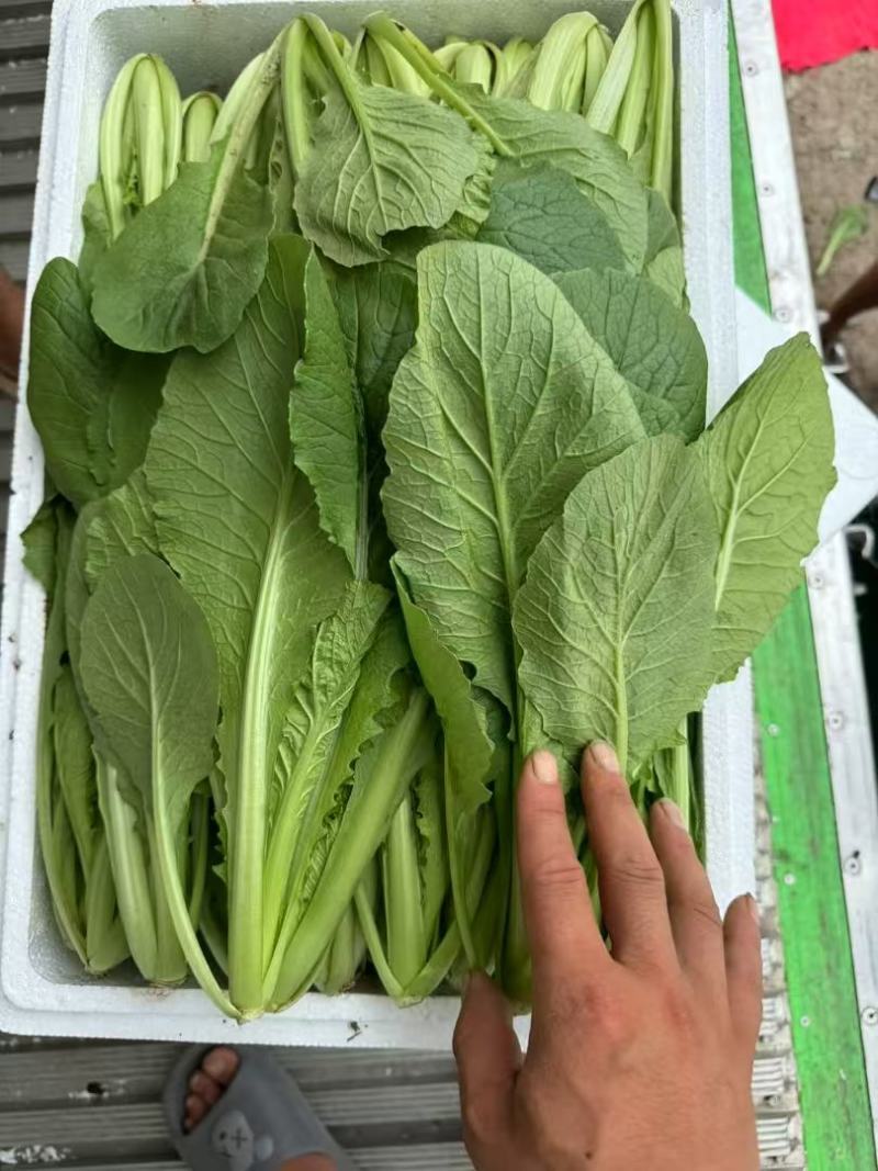 精品，通货小白菜