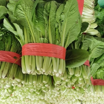 精品，通货小白菜