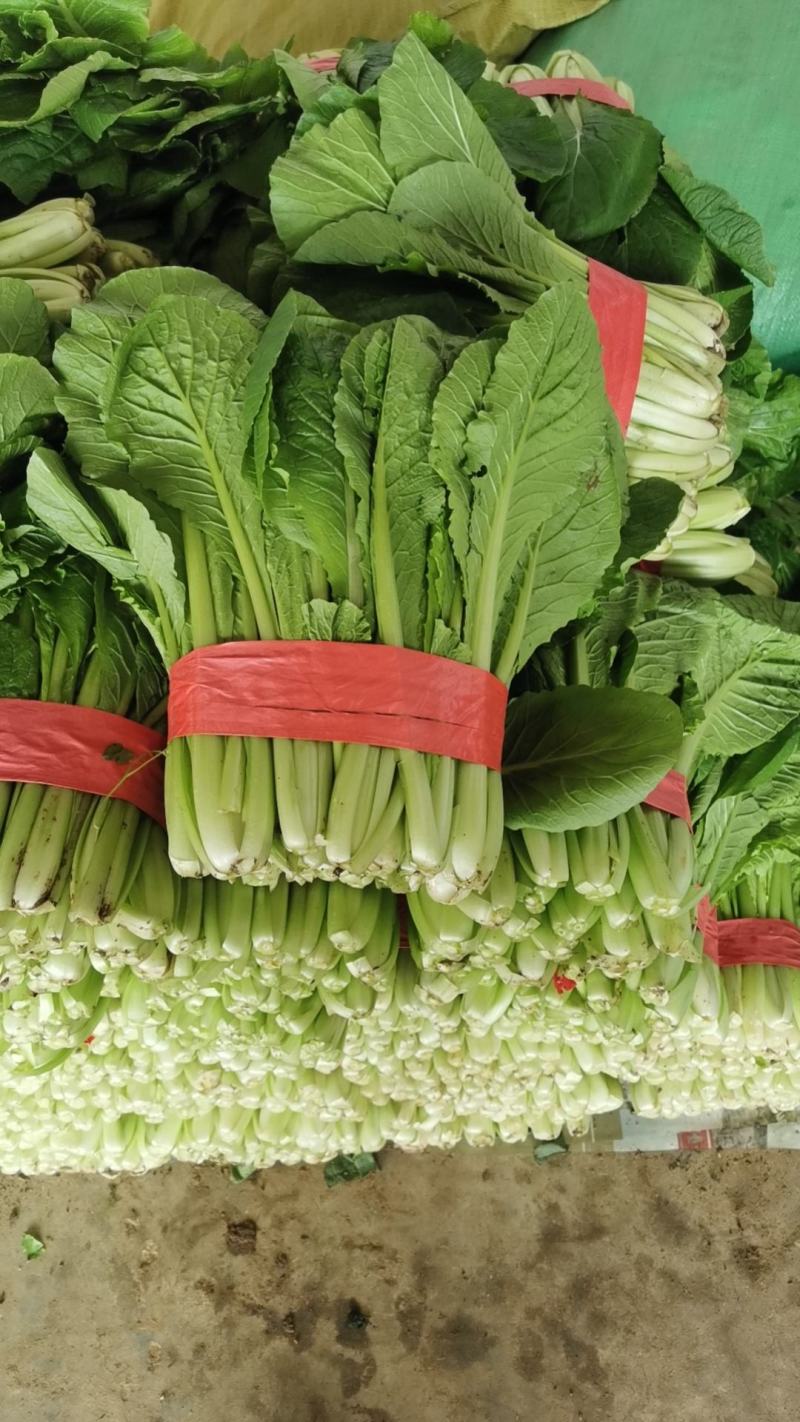 精品，通货小白菜