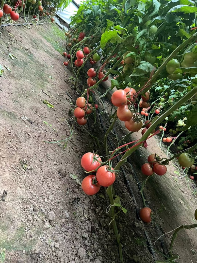 西红柿大量上市
