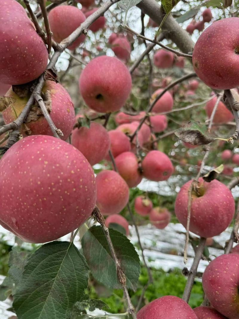 昭通冰糖心苹果