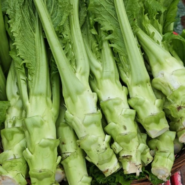 棒菜