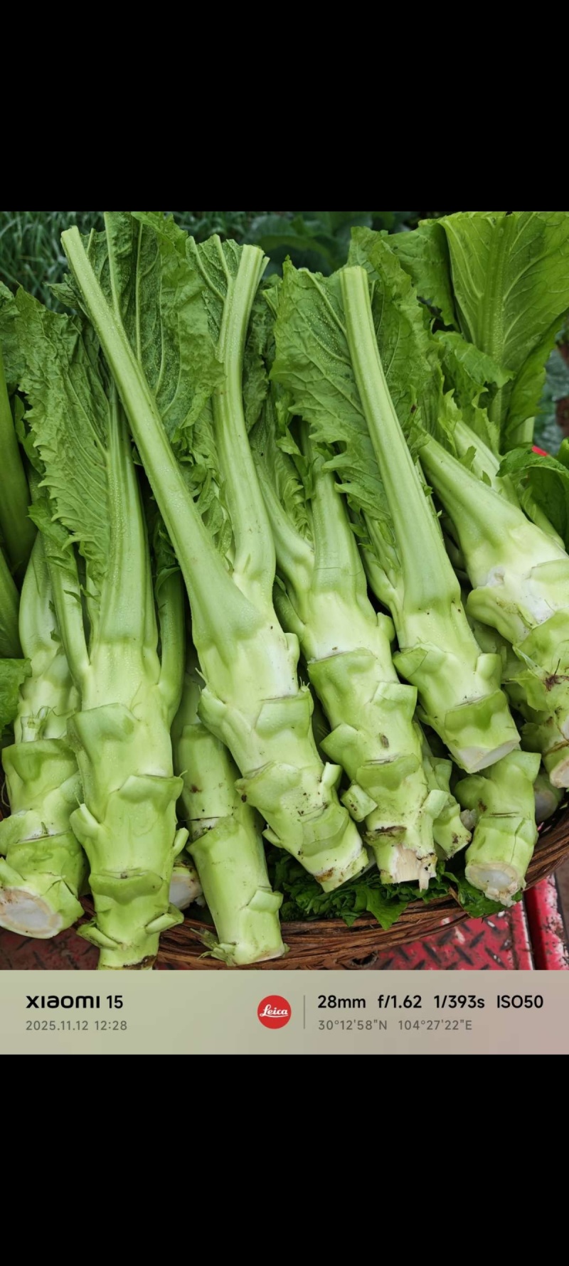 棒菜