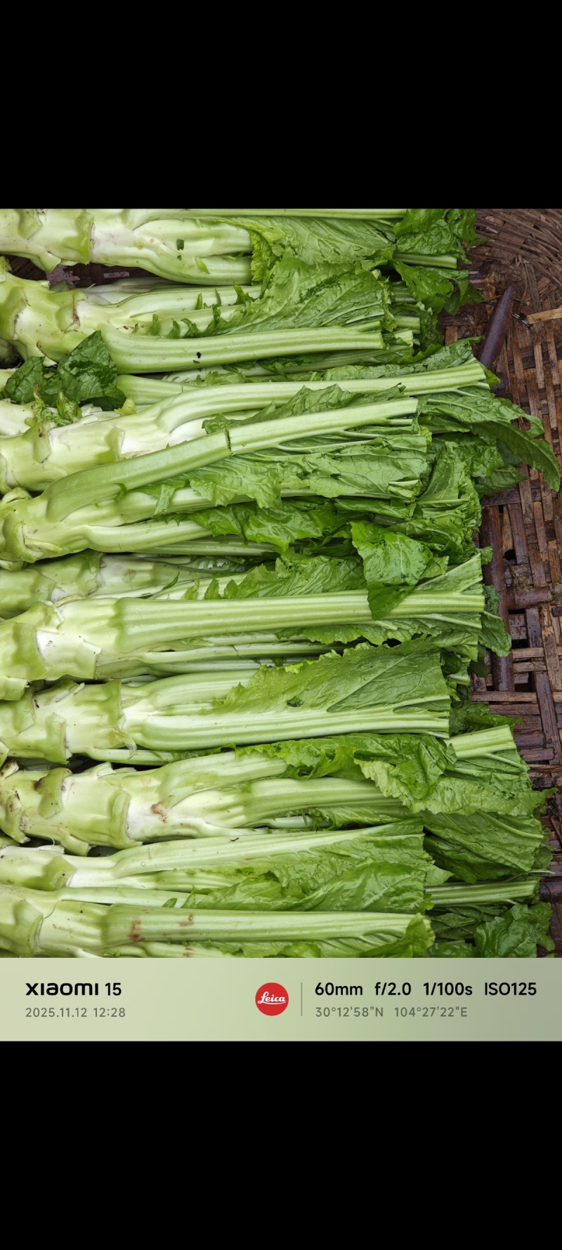 棒菜