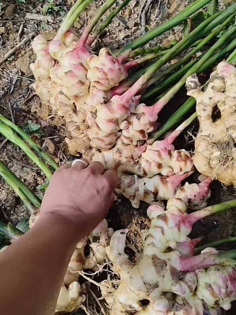 广西生姜大肉姜
