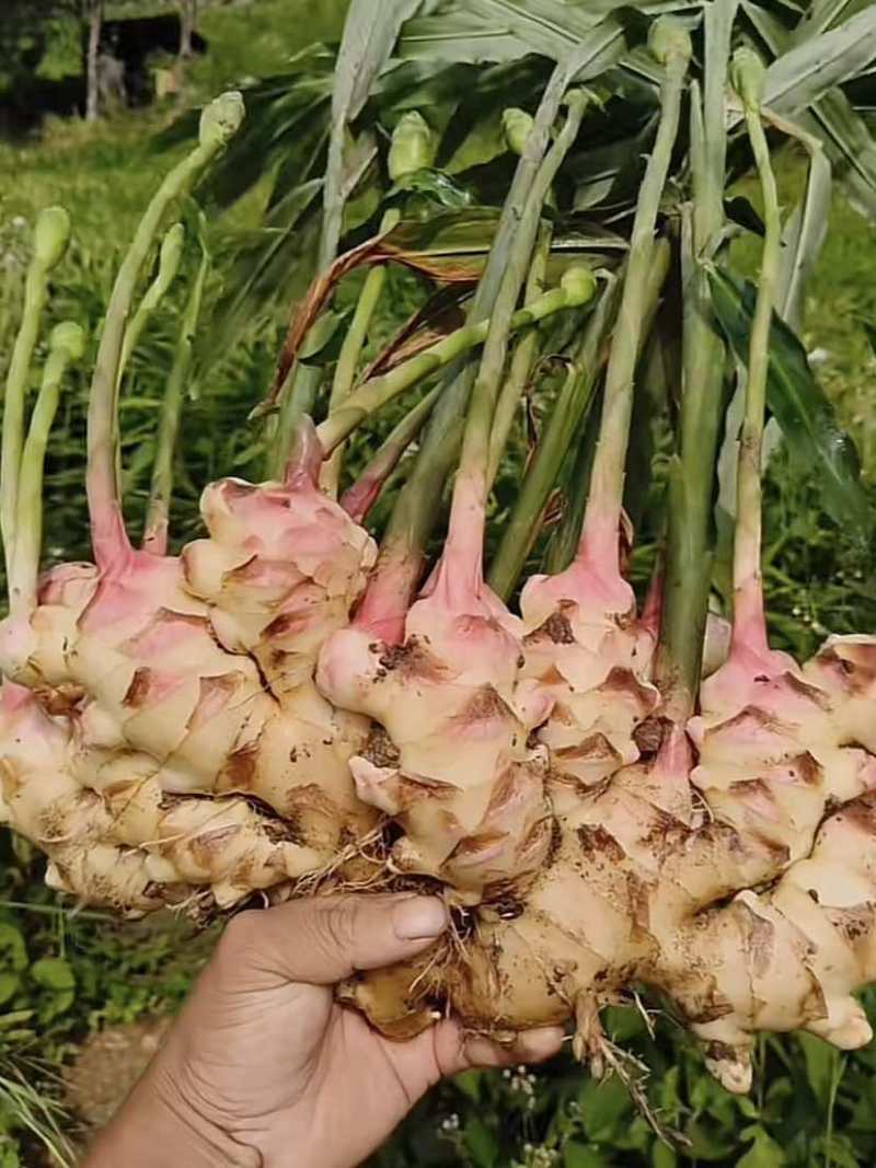 广西生姜大肉姜