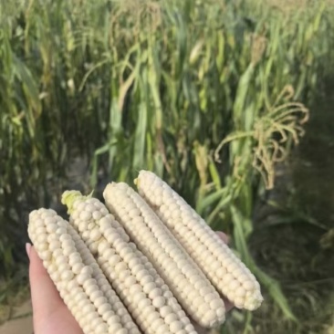 西双版纳拇指玉米