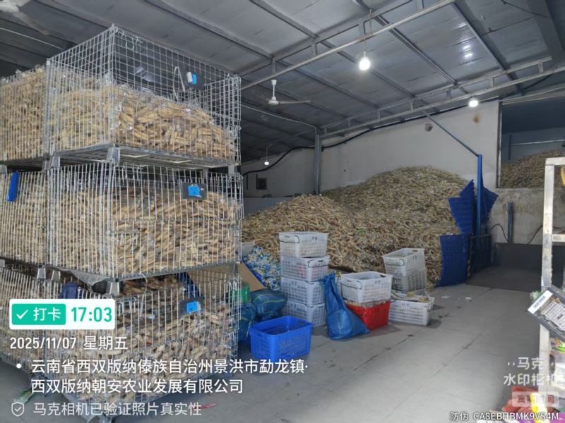 西双版纳拇指玉米