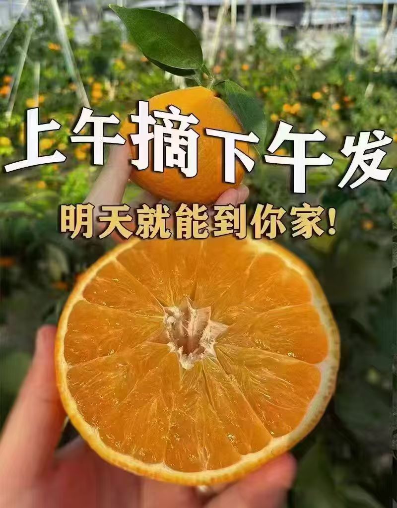 宁波象山红美人柑橘